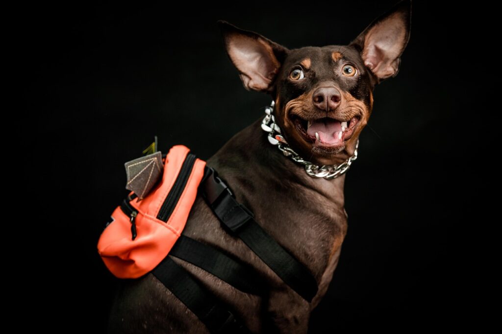 dog accessories